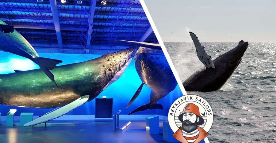 Reykjavik: Whale Watching Excursion & Whale Exhibition - What you might see in Icelandic waters