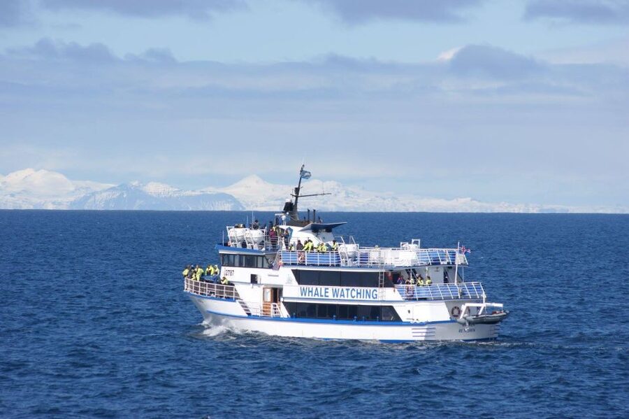 Reykjavik: Whale Watching Tour, Whales of Iceland Exhibition - FAQ