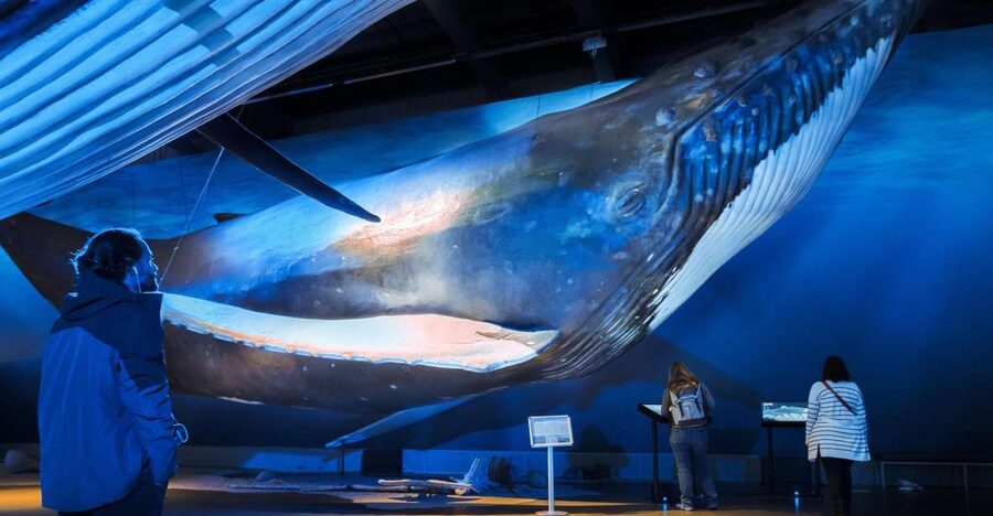 Reykjavik: Whale Watching Tour, Whales of Iceland Exhibition - Staying warm on the upper deck