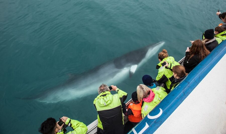 Reykjavik: Whale Watching Tour, Whales of Iceland Exhibition - How the timing works