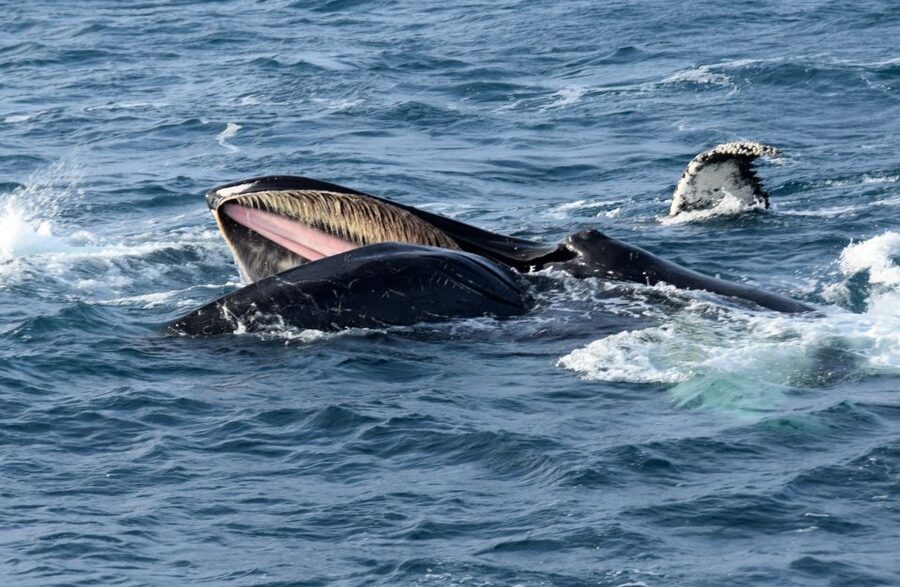 Reykjavik: Whale Watching Tour, Whales of Iceland Exhibition - Is $123 a fair price?