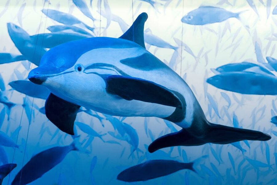 Reykjavik: Whale Watching Tour, Whales of Iceland Exhibition - Who will enjoy this most