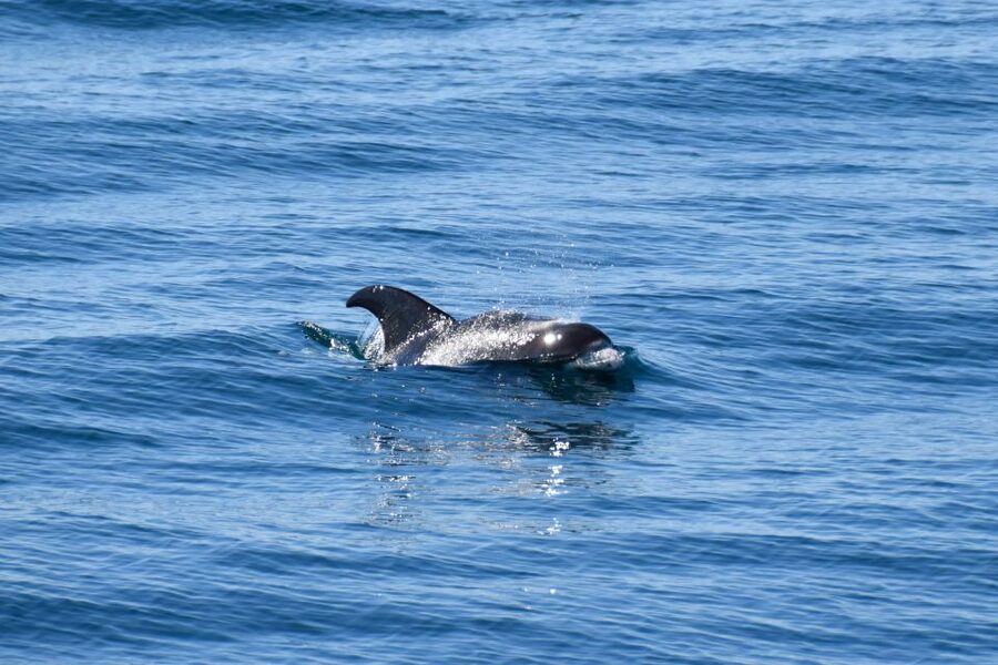 Reykjavik: Whale Watching Tour, Whales of Iceland Exhibition - My practical verdict
