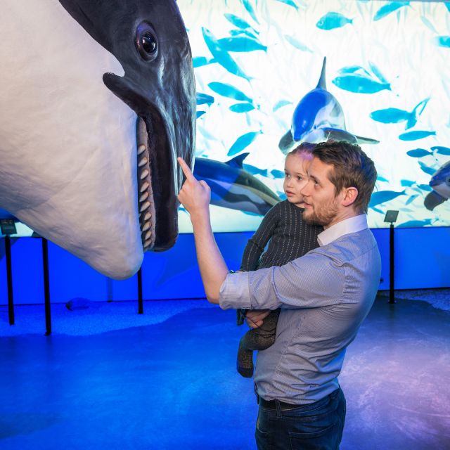 Reykjavik: Whale Watching Tour, Whales of Iceland Exhibition - What you may see in Faxaflói Bay