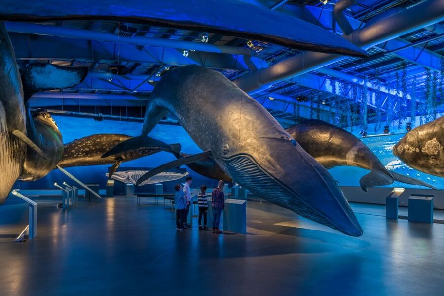 Reykjavik: Whales of Iceland Museum Entrance Ticket - Key points to know before you go