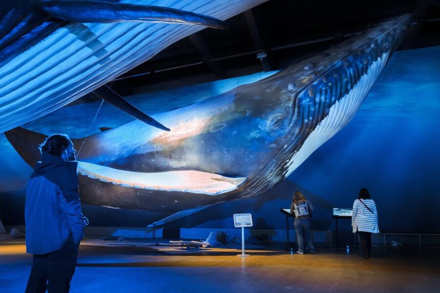 Reykjavik: Whales of Iceland Museum Entrance Ticket - The Fin Whale Theatre adds emotional weight