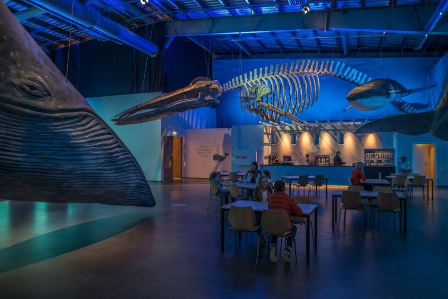 Reykjavik: Whales of Iceland Museum Entrance Ticket - The audio guide lets you set your own pace