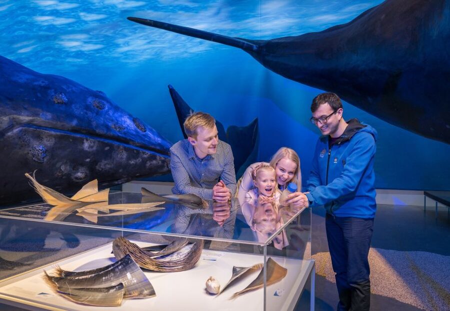 Reykjavik: Whales of Iceland Museum Entrance Ticket - How long should you allow?