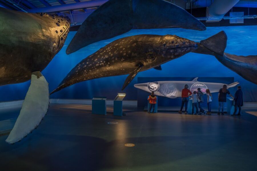 Reykjavik: Whales of Iceland Museum Entrance Ticket - Location, parking, and practical details