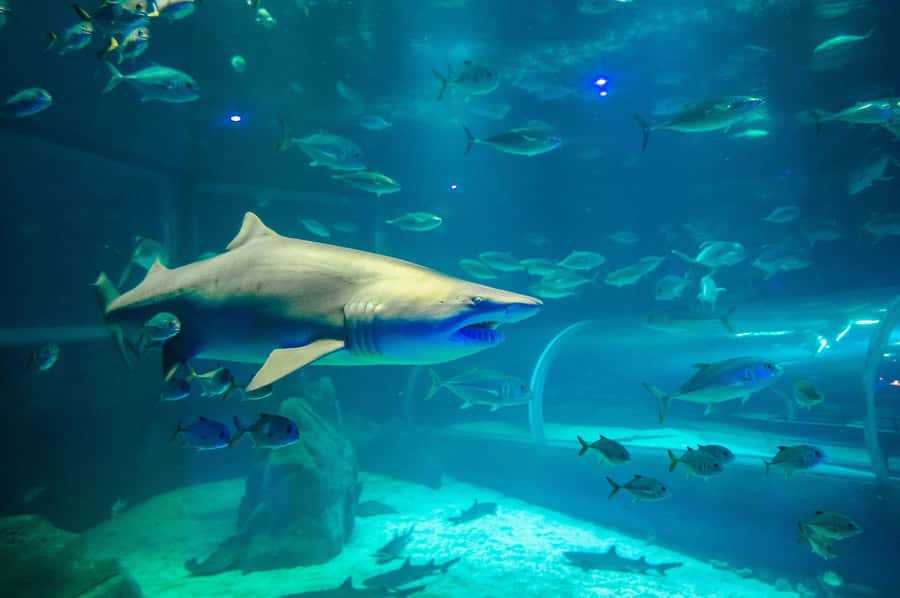 Rio: Olympic Boulevard, AquaRio and Museum of Tomorrow Tour - Should you book this Olympic Boulevard experience?