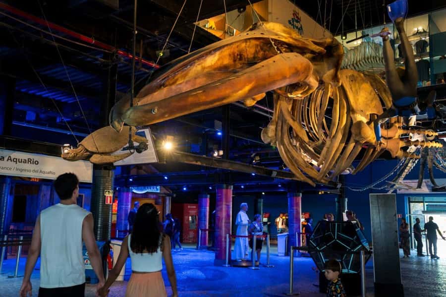 Rio: Olympic Boulevard, AquaRio and Museum of Tomorrow Tour - The walking challenge on Olympic Boulevard