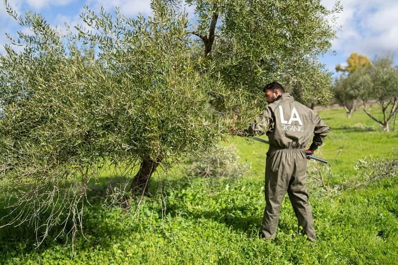 Ronda: LA Almazara LA Organic, Olive Oil Museum and Tasting - Key points to know before booking