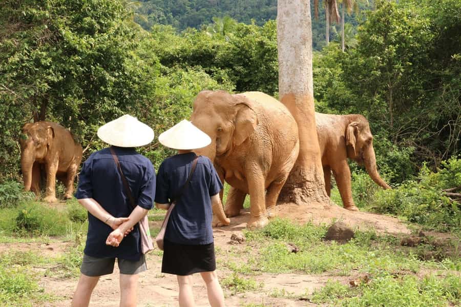 Samui:Elephant Jungle experience & The First Elephant Museum - Key points to know before you book