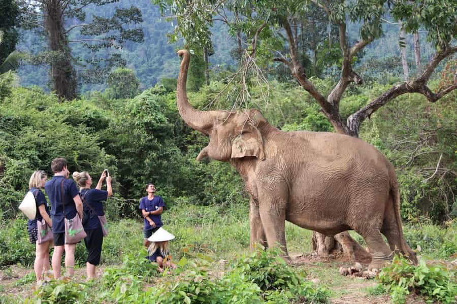 Samui:Elephant Jungle experience & The First Elephant Museum - How ethical feeding and care are explained