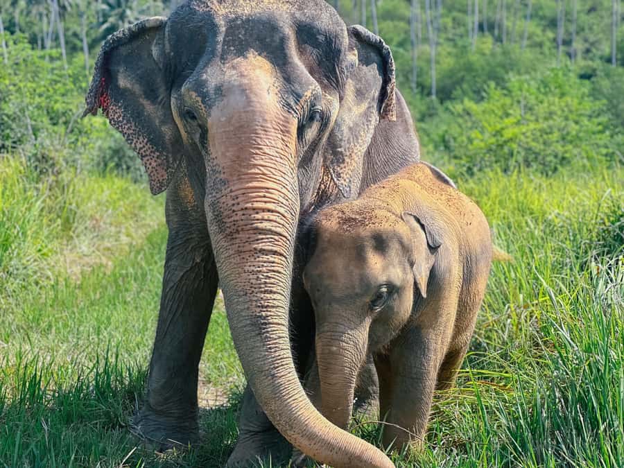Samui:Elephant Jungle experience & The First Elephant Museum - Is the $64 price good value?