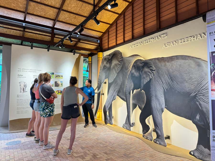 Samui:Elephant Jungle experience & The First Elephant Museum - Starting at Samui’s Elephant Museum