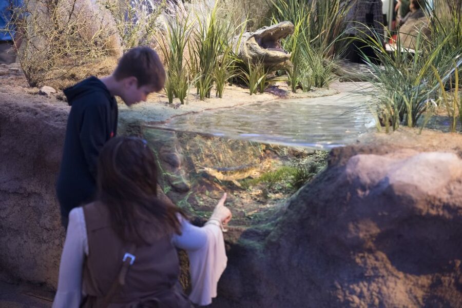 San Antonio: Witte Museum Admission Ticket - Follow Texas through water, land, and sky