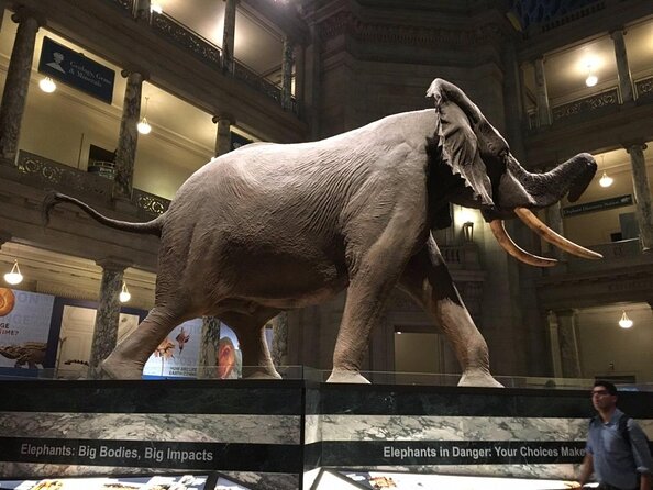 Smithsonian Museum of Natural History - Exclusive Guided Tour - Why a guide helps inside an 18-football-field museum