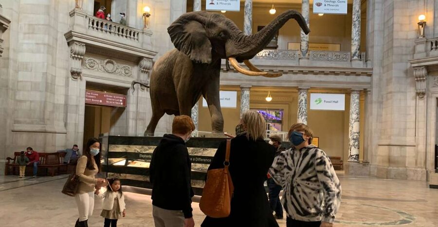 Smithsonian National Museum of Natural History Guided Tour - Meeting at the museum stairs