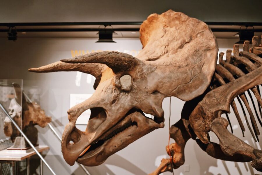 Smithsonian Natural History + Air & Space Museum Tour 8ppl - Small group value at $174 per person