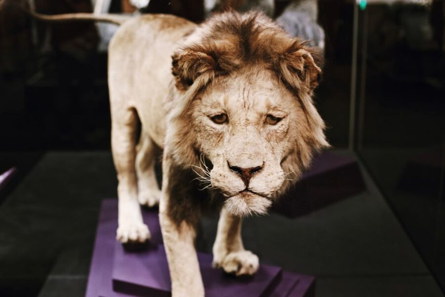 Smithsonian Natural History Museum Tour Semi-Private 8ppl - Practical details that affect your visit