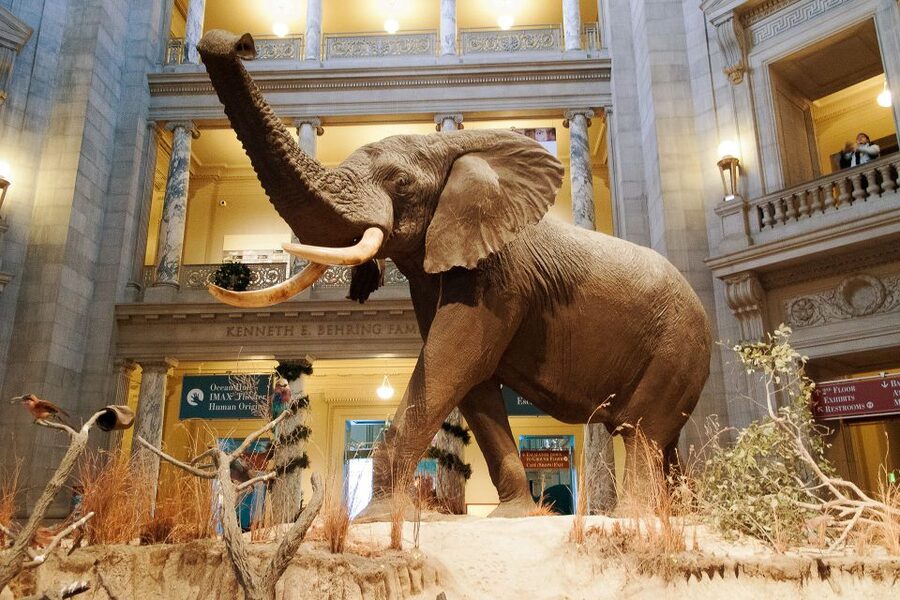 Smithsonian Natural History Museum Tour Semi-Private 8ppl - Mummies and the human side of natural history