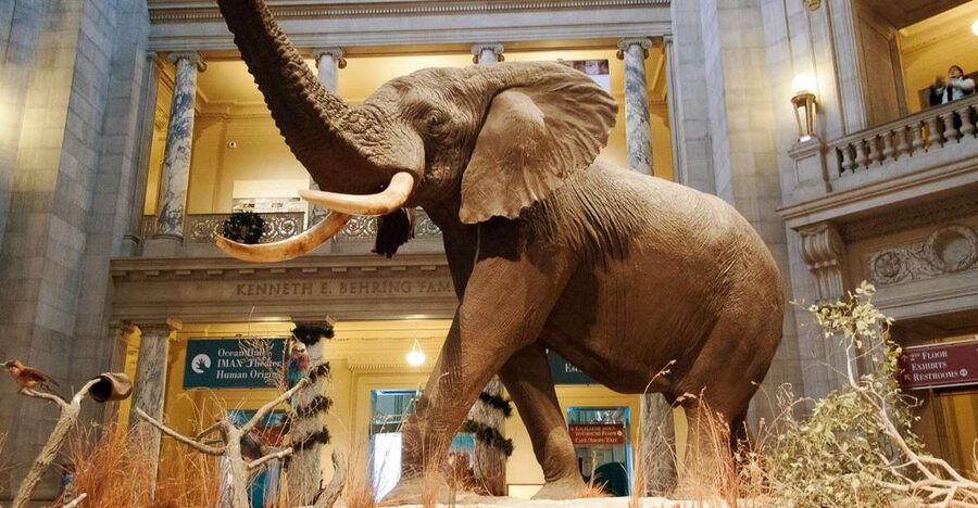 Smithsonian Natural History Museum Tour Semi-Private 8ppl - The Ocean Hall and Phoenix the 45-ton whale