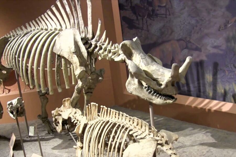 Smithsonian Natural History Museum Tour Semi-Private 8ppl - Small group or private tour?