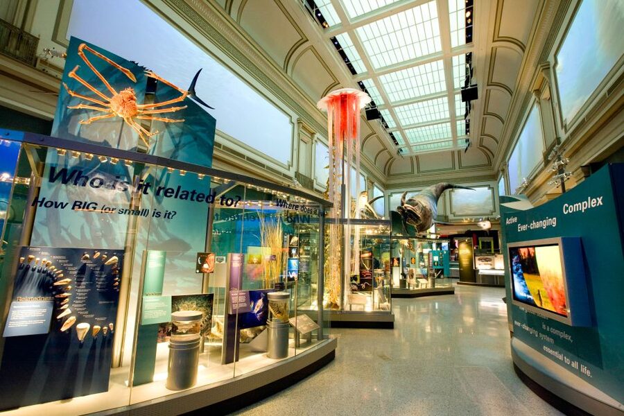 Smithsonian Natural History Museum Tour Semi-Private 8ppl - Families, first-time visitors, and museum fans