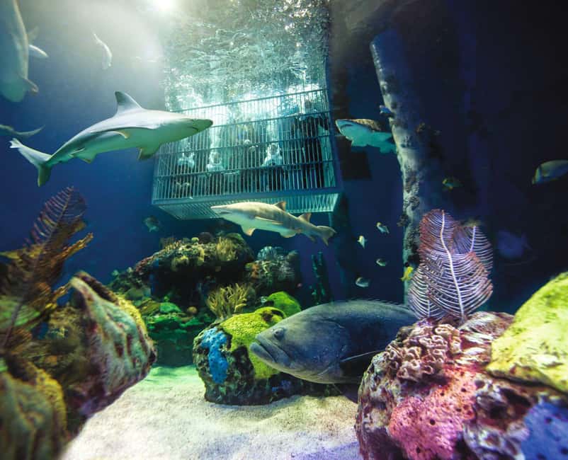 Springfield: Wonders of Wildlife National Museum & Aquarium - Why Wonders of Wildlife Takes a Full Day