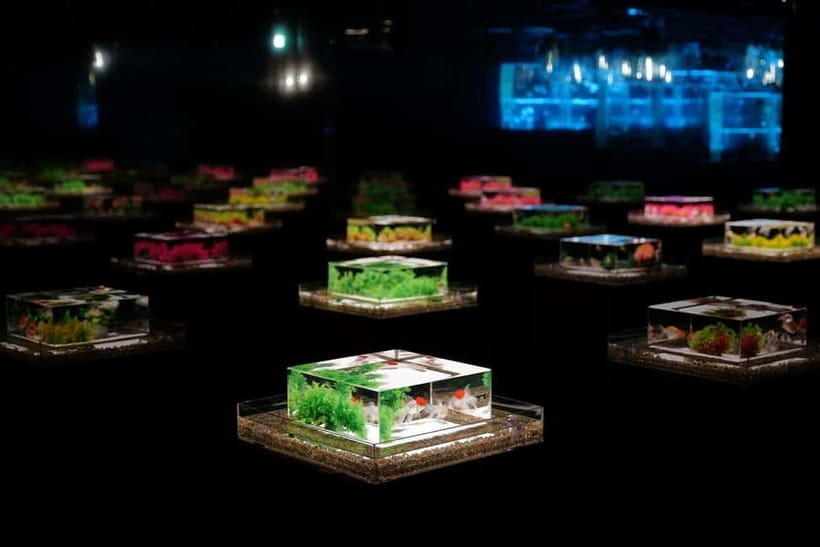 Tokyo: Art Aquarium Museum GINZA Entry Ticket - Key points to know