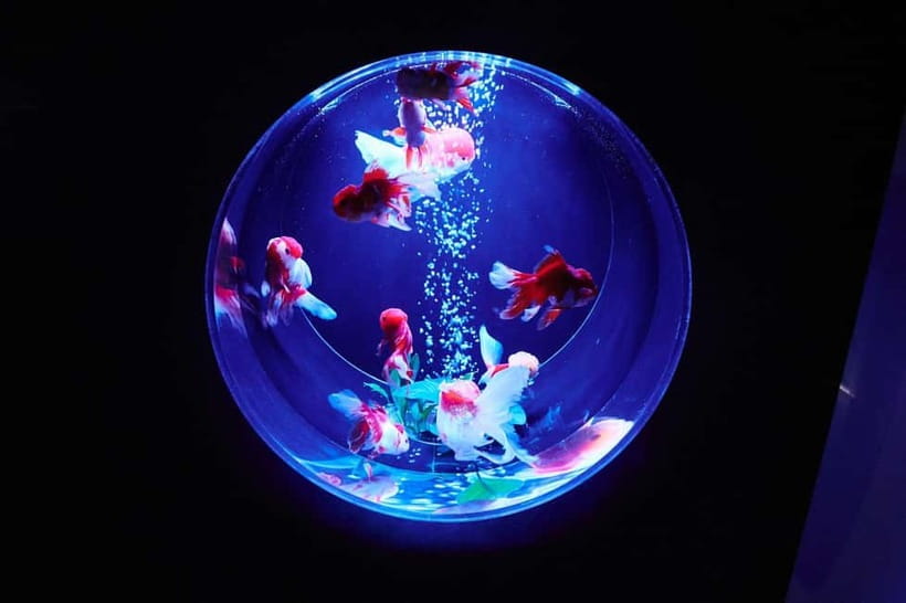 Tokyo: Art Aquarium Museum GINZA Entry Ticket - A modern goldfish show in the middle of Ginza