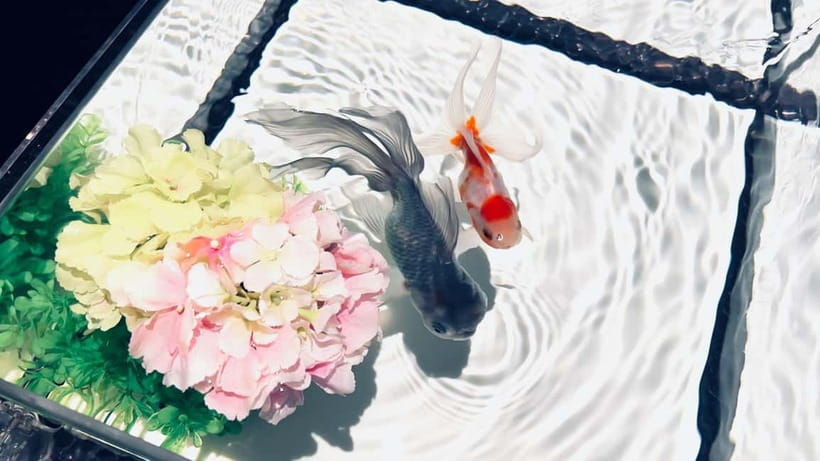 Tokyo: Art Aquarium Museum GINZA Entry Ticket - Why the lighting and music matter