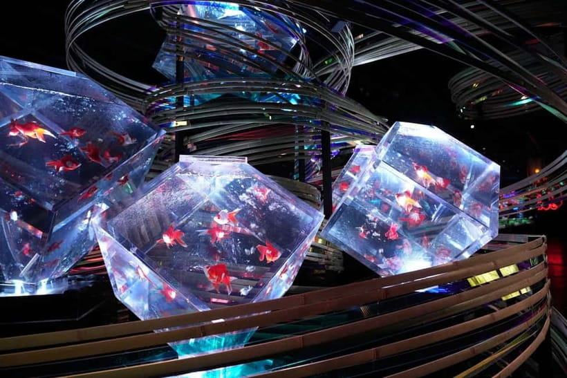 Tokyo: Art Aquarium Museum GINZA Entry Ticket - Finding the museum at Ginza Mitsukoshi