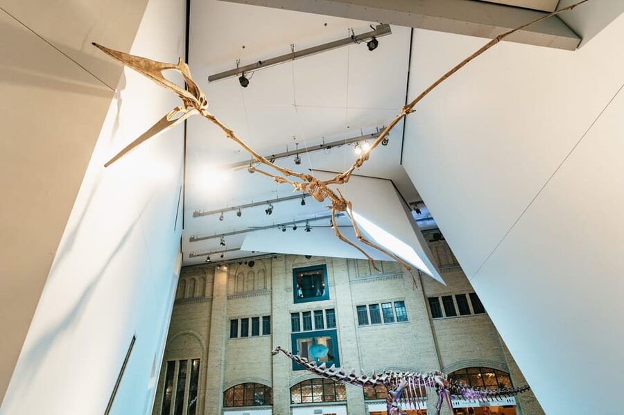 Toronto: Royal Ontario Museum Admission Ticket - Minerals, armour, art, and the unexpected stops